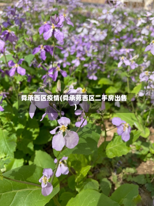 舜承西区疫情(舜承苑西区二手房出售)-第2张图片