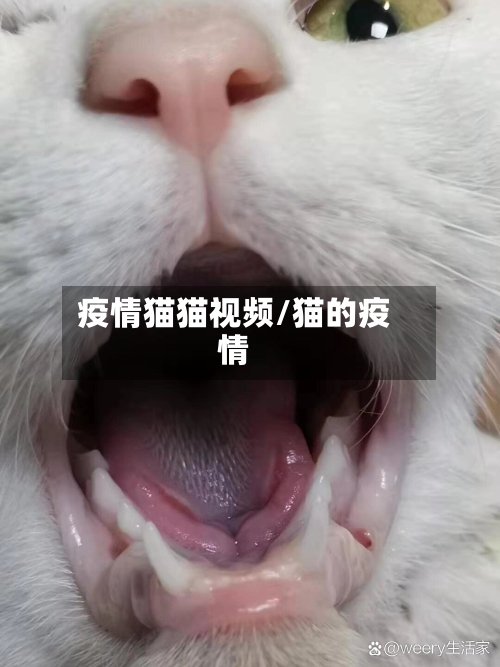 疫情猫猫视频/猫的疫情