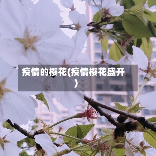 疫情的樱花(疫情樱花盛开)-第3张图片