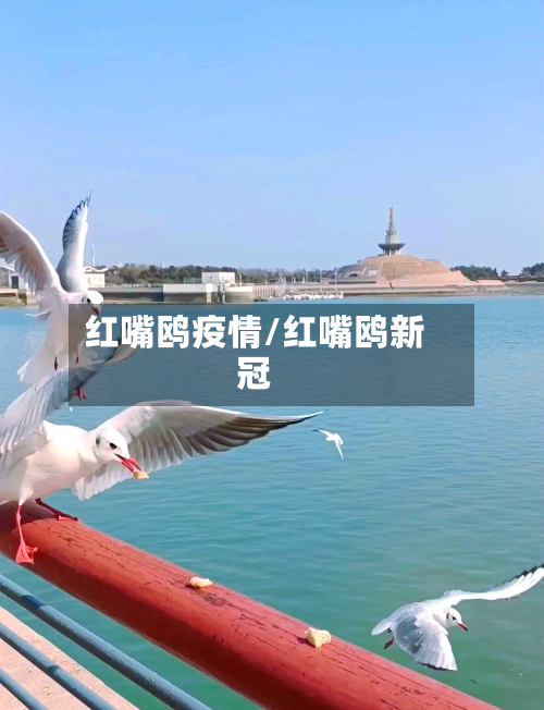 红嘴鸥疫情/红嘴鸥新冠
