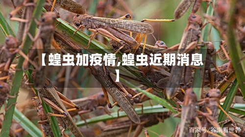 【蝗虫加疫情,蝗虫近期消息】