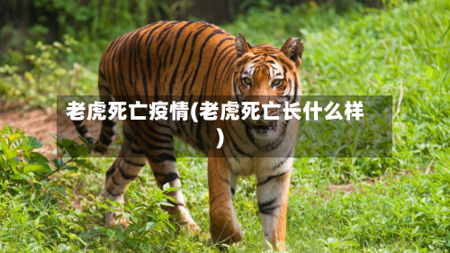 老虎死亡疫情(老虎死亡长什么样)