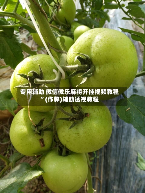 专用辅助 微信微乐麻将开挂视频教程”(作弊)辅助透视教程