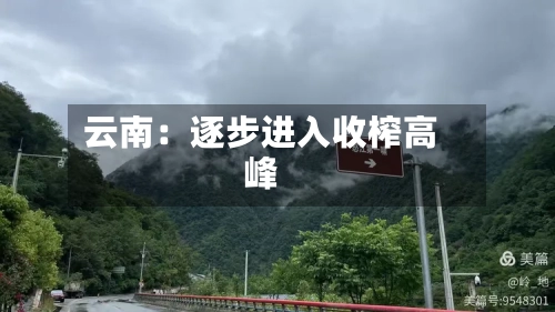 云南：逐步进入收榨高峰