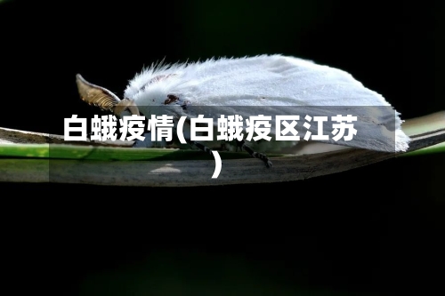 白蛾疫情(白蛾疫区江苏)