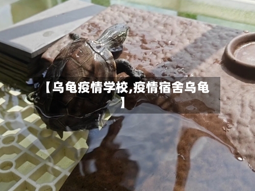 【乌龟疫情学校,疫情宿舍乌龟】