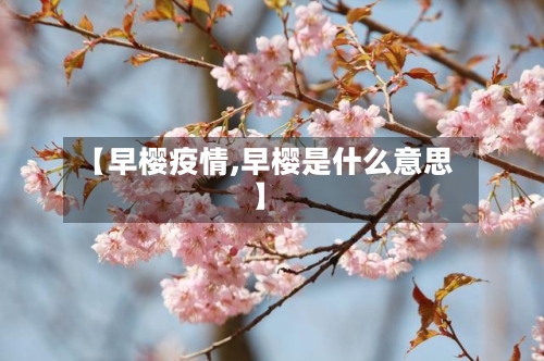 【早樱疫情,早樱是什么意思】