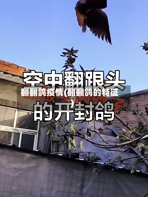 翻翻鸽疫情(翻翻鸽的特征)