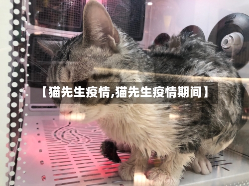 【猫先生疫情,猫先生疫情期间】