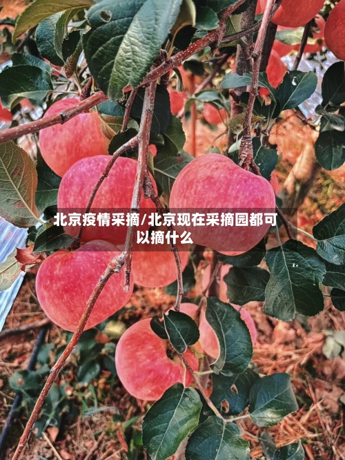 北京疫情采摘/北京现在采摘园都可以摘什么
