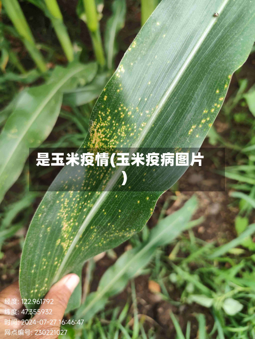 是玉米疫情(玉米疫病图片)