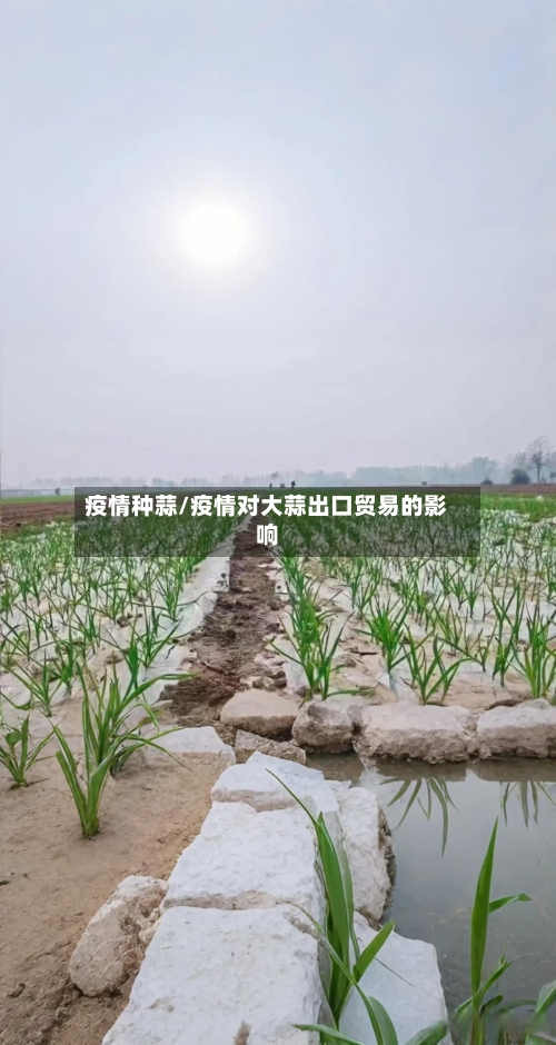 疫情种蒜/疫情对大蒜出口贸易的影响