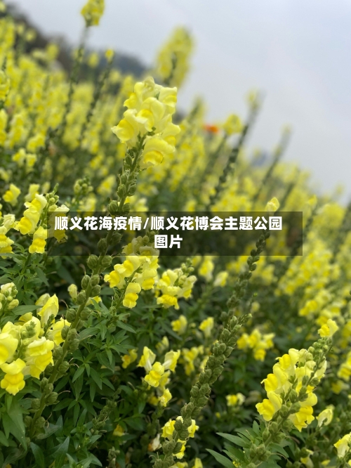 顺义花海疫情/顺义花博会主题公园图片