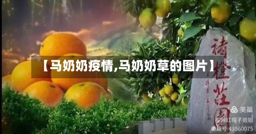 【马奶奶疫情,马奶奶草的图片】