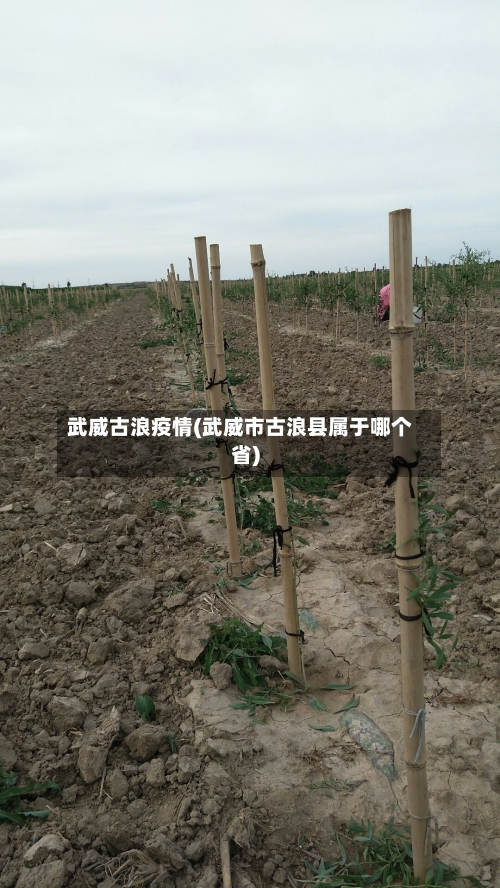 武威古浪疫情(武威市古浪县属于哪个省)