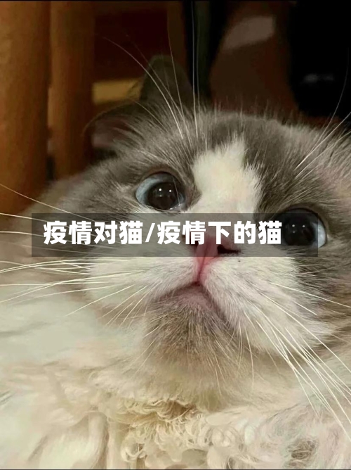 疫情对猫/疫情下的猫