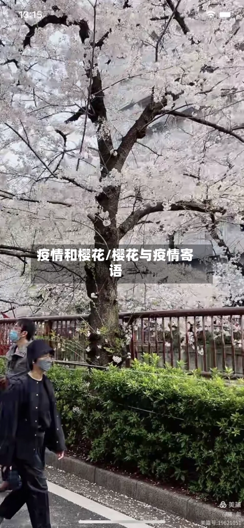 疫情和樱花/樱花与疫情寄语