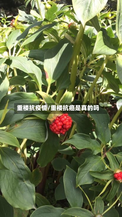 重楼抗疫情/重楼抗癌是真的吗