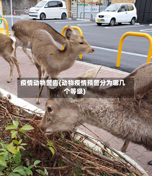 疫情动物警告(动物疫情预警分为哪几个等级)