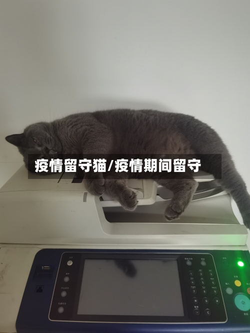 疫情留守猫/疫情期间留守