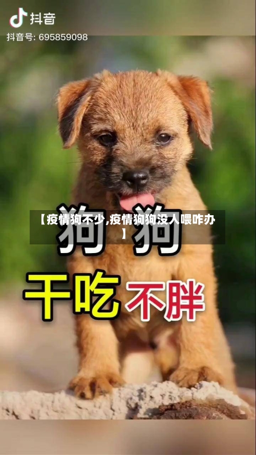 【疫情狗不少,疫情狗狗没人喂咋办】