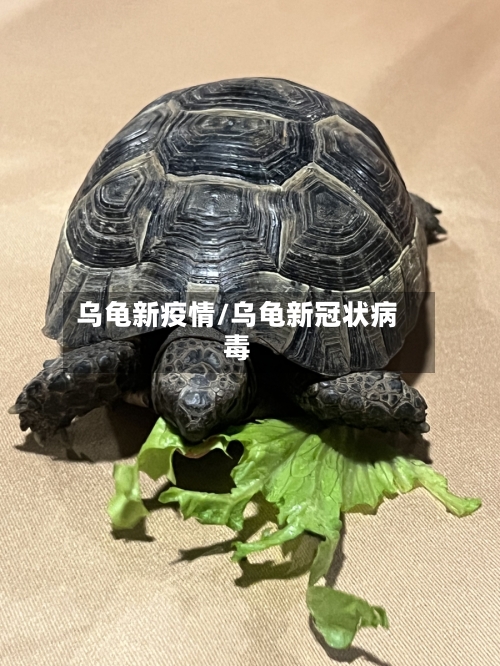 乌龟新疫情/乌龟新冠状病毒