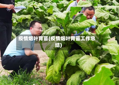 疫情烟叶育苗(疫情烟叶育苗工作总结)