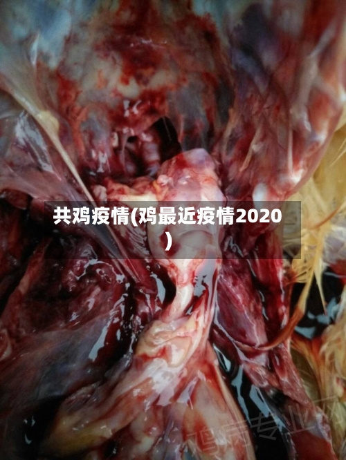 共鸡疫情(鸡最近疫情2020)
