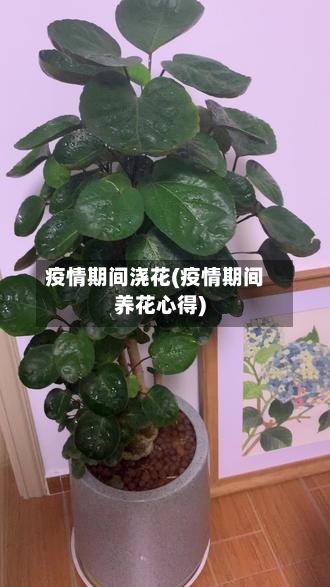 疫情期间浇花(疫情期间养花心得)