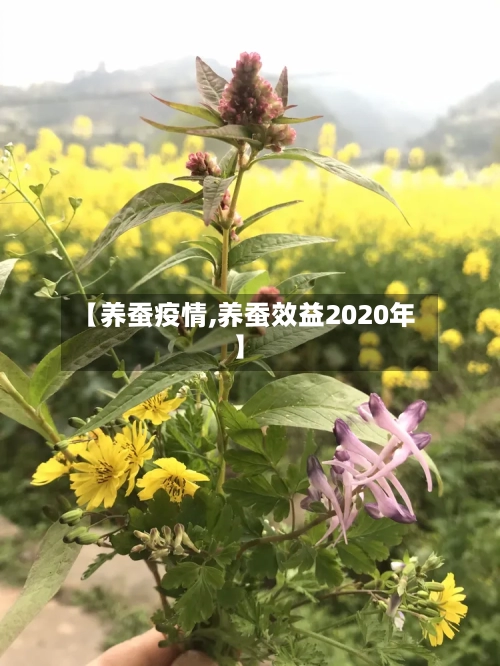 【养蚕疫情,养蚕效益2020年】