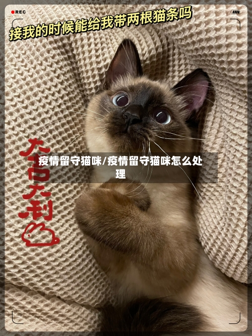 疫情留守猫咪/疫情留守猫咪怎么处理