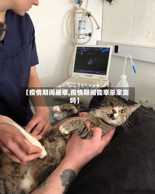 【疫情期间屠宰,疫情期间能宰杀家禽吗】